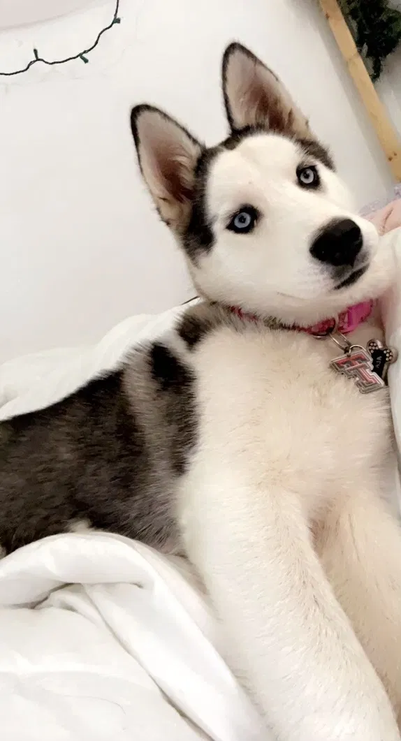 Lost dog in Lubbock, TX, 79416