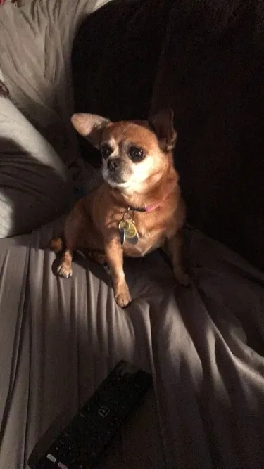 Lost dog in Columbia, TN, 38401
