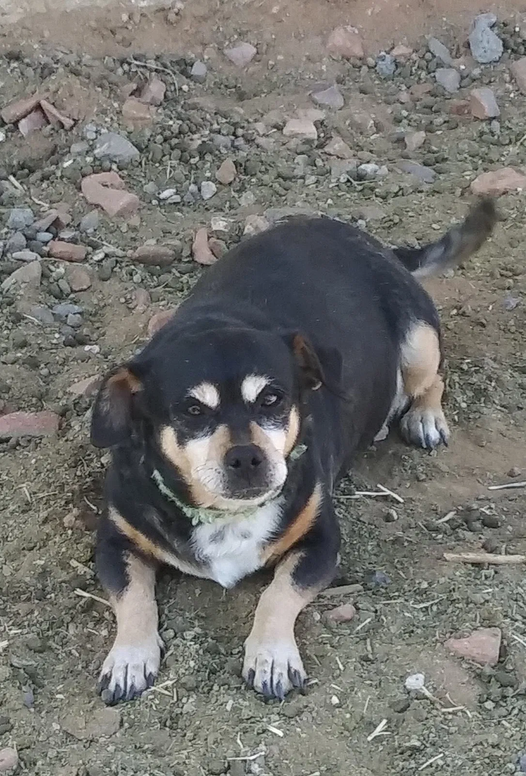 Lost dog in Clint, TX, 79836