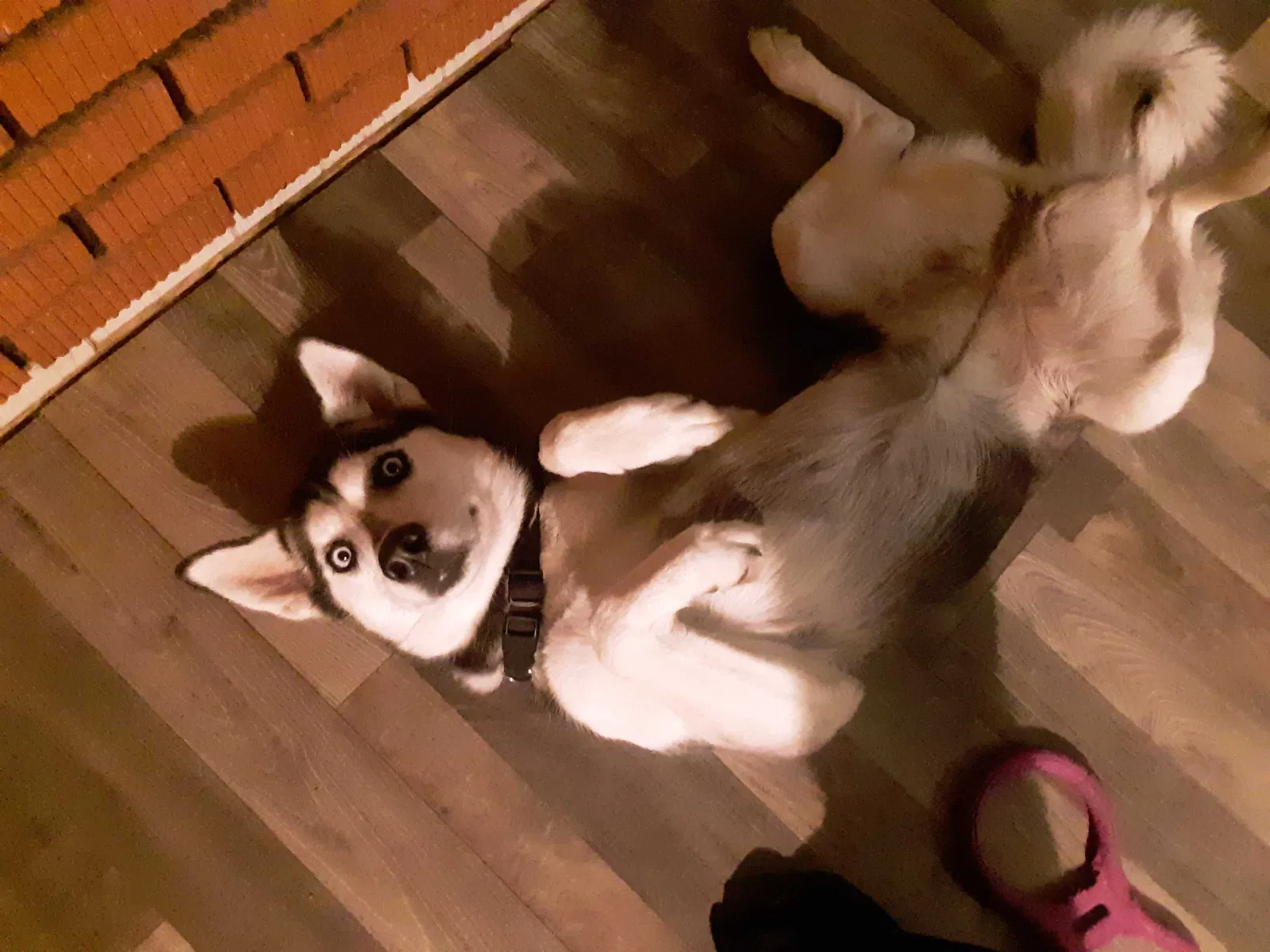 Lost dog in Stratford, WI, 54484