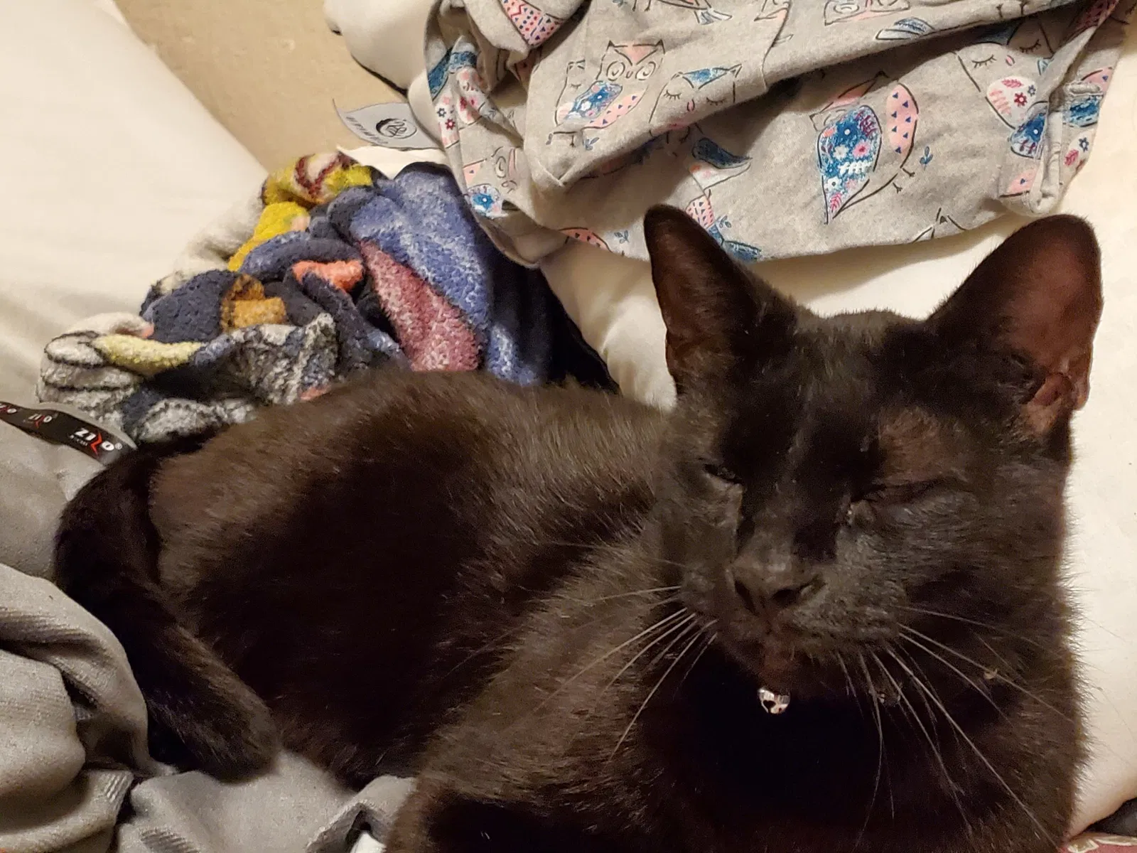 Lost cat in Lake Jackson, TX, 77566
