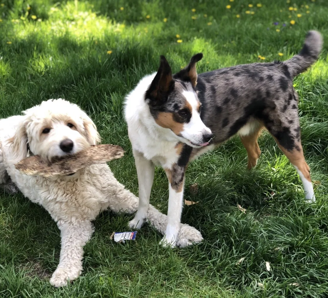 Lost dog in Remus, MI, 49340