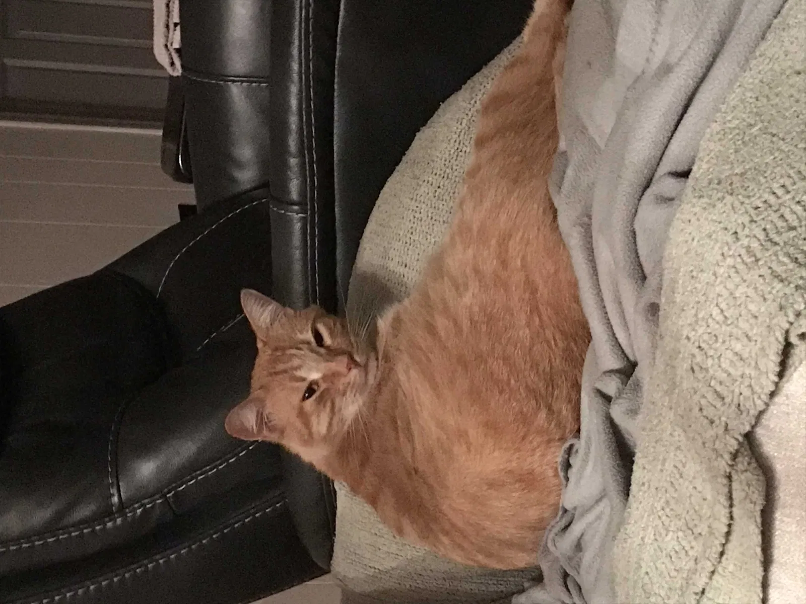 Lost cat in Rome, GA, 30161