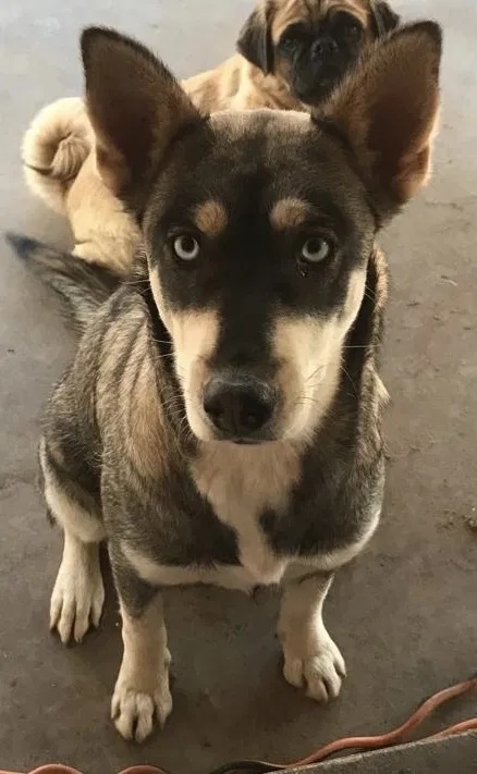 Lost dog in Glendale, AZ, 85301