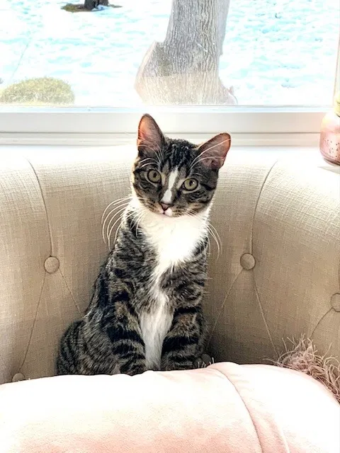 Lost cat in Fairfield, CT, 6824
