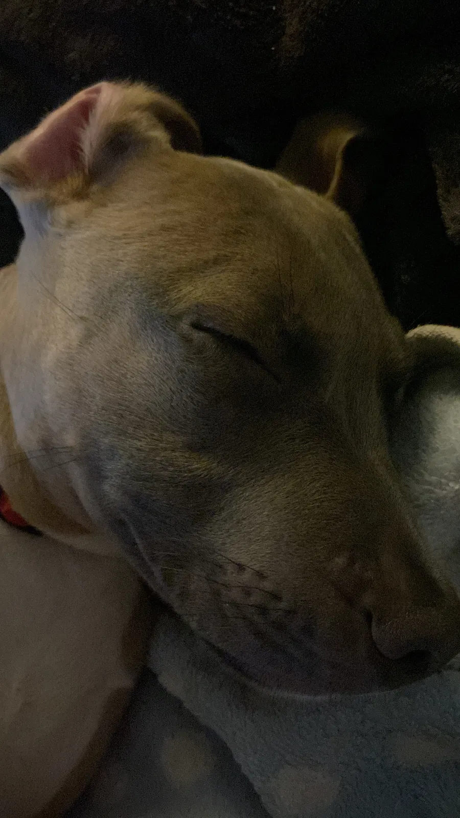 Lost dog in Petersburg, VA, 23803