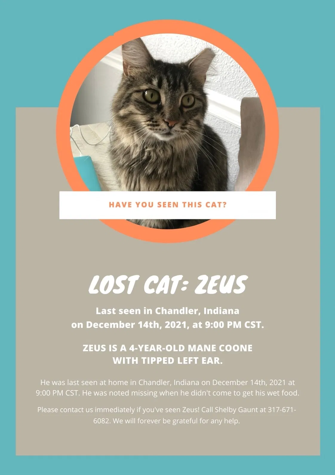 Lost cat in Chandler, IN, 47610
