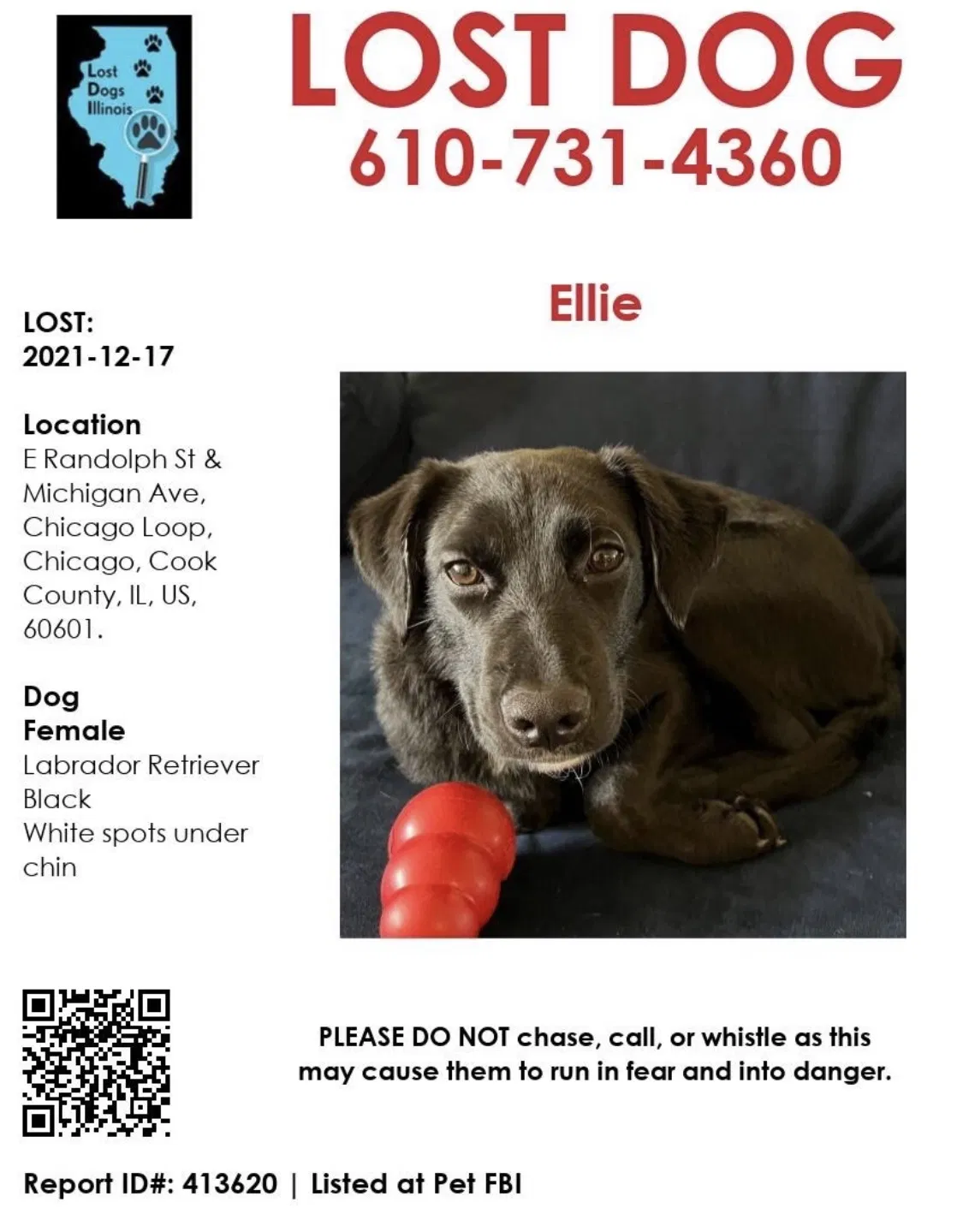 Lost dog in Chicago, IL, 60601