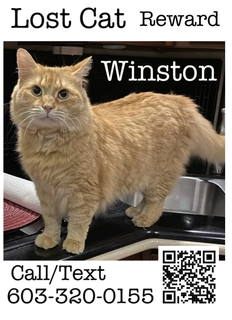 Lost cat in Rock Hill, SC, 29730