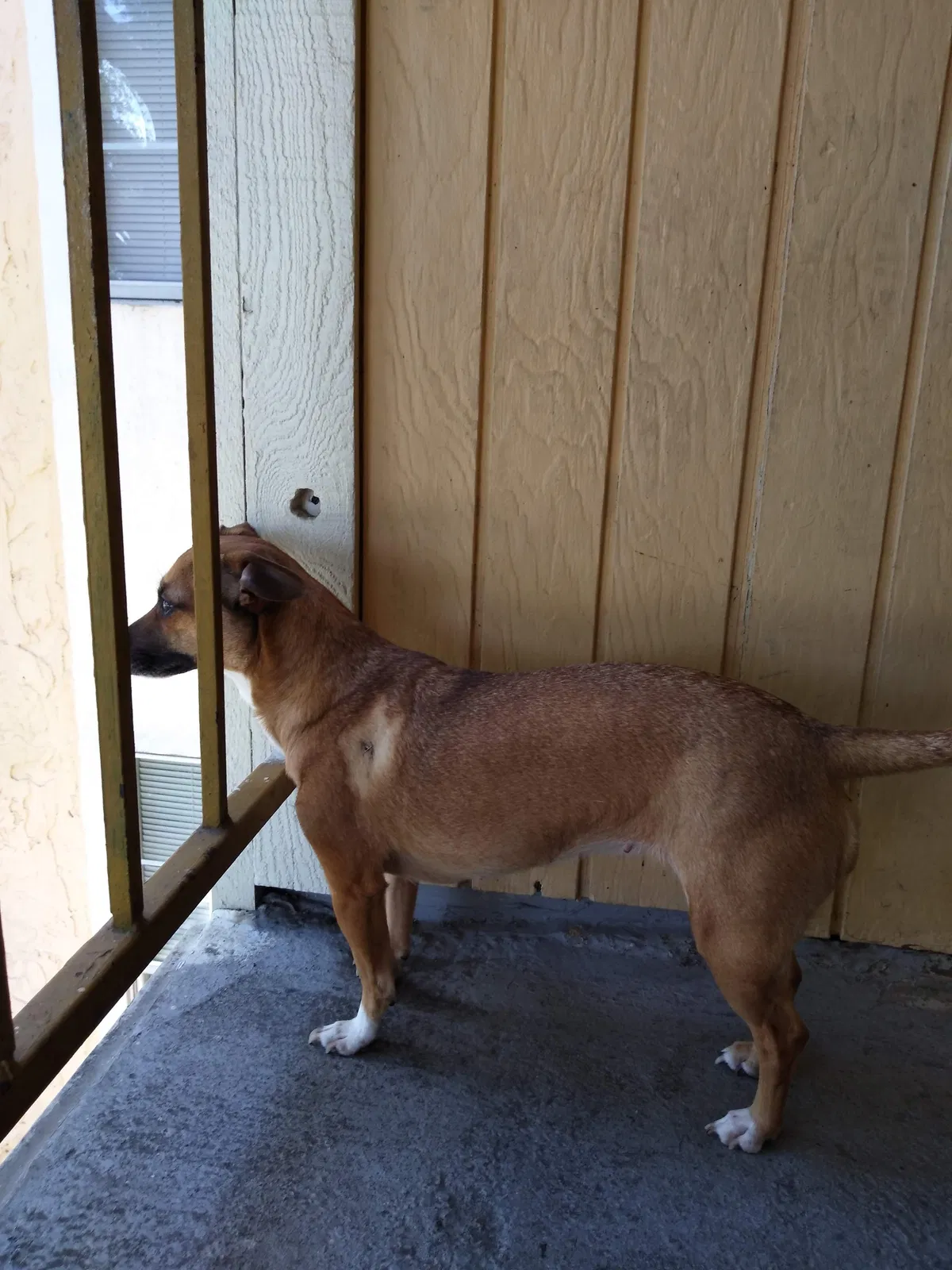 Lost dog in Crowley, LA, 70526