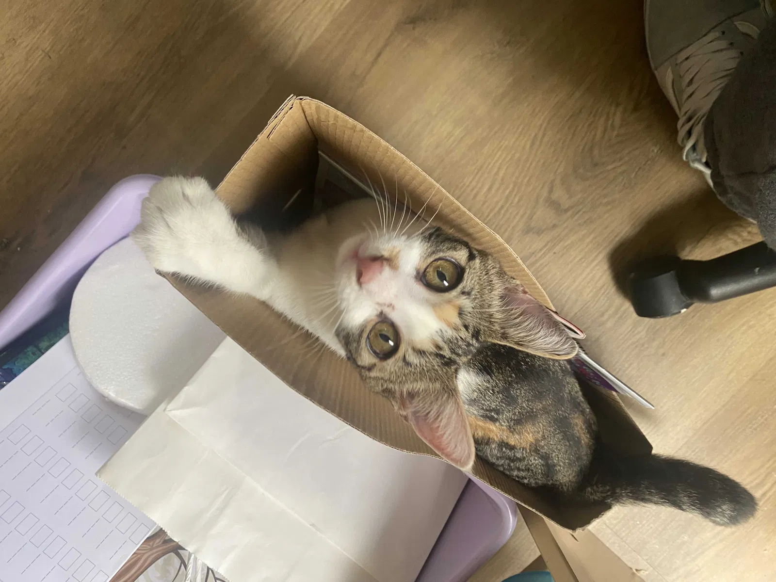 Lost cat in Dundalk, MD, 21222