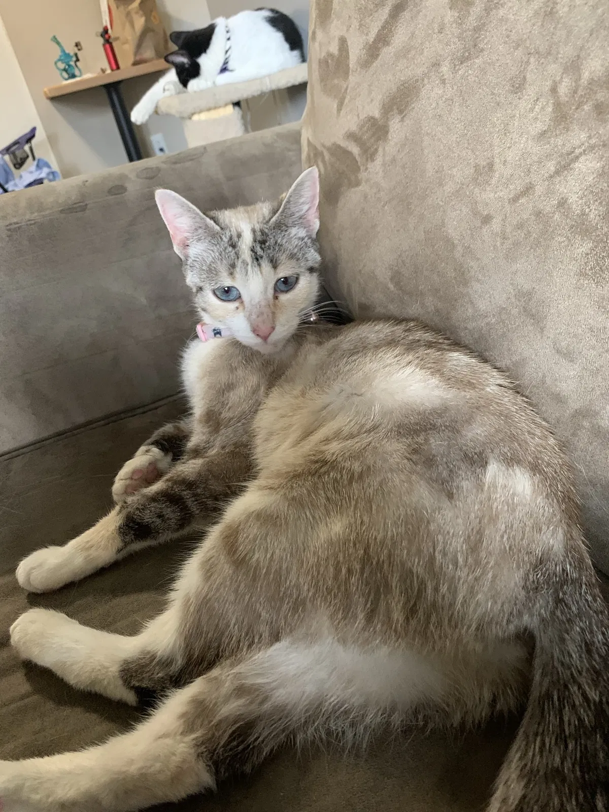 Lost cat in Grand Rapids, MI, 49544