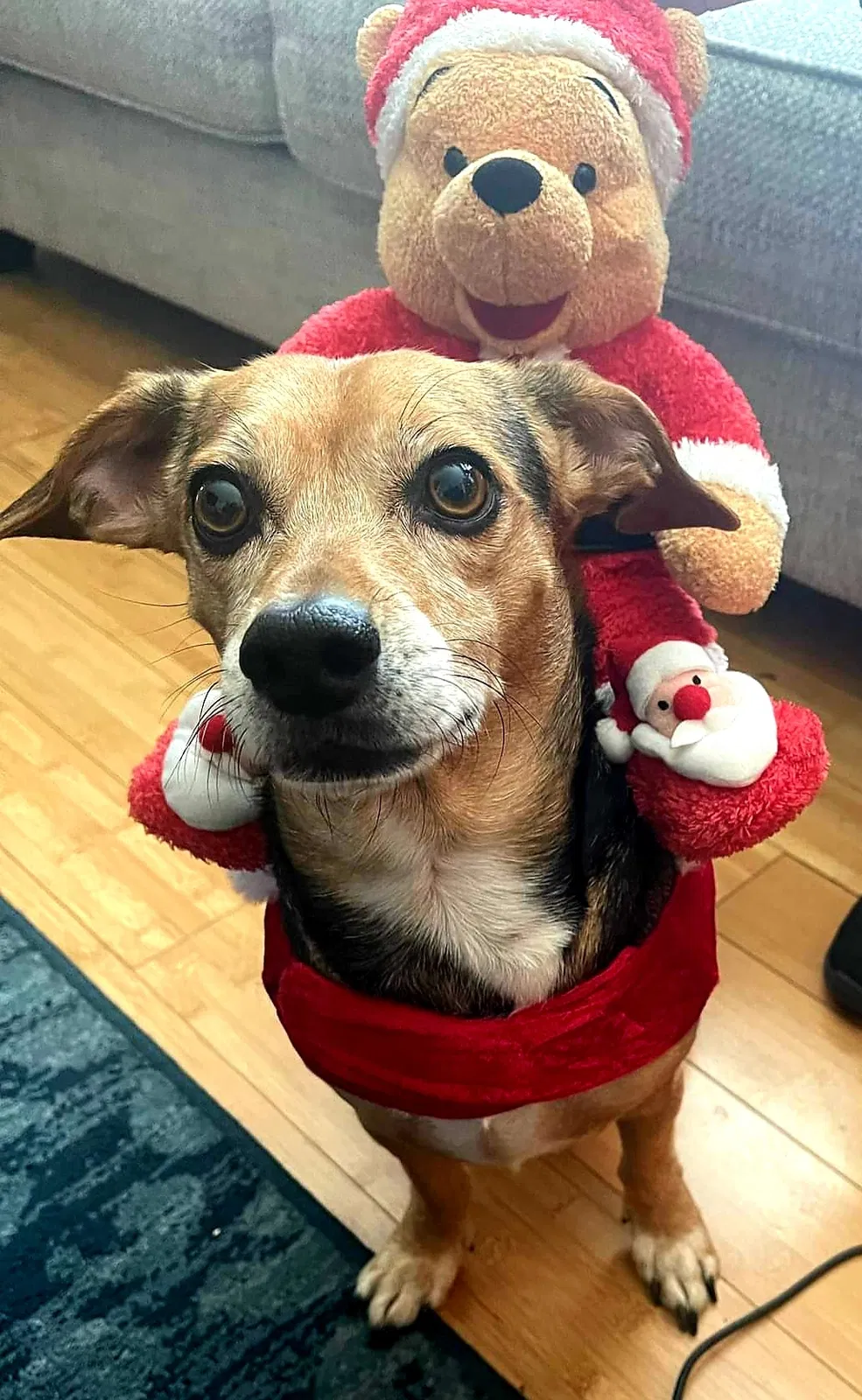 Lost dog in Ramona, CA, 92065