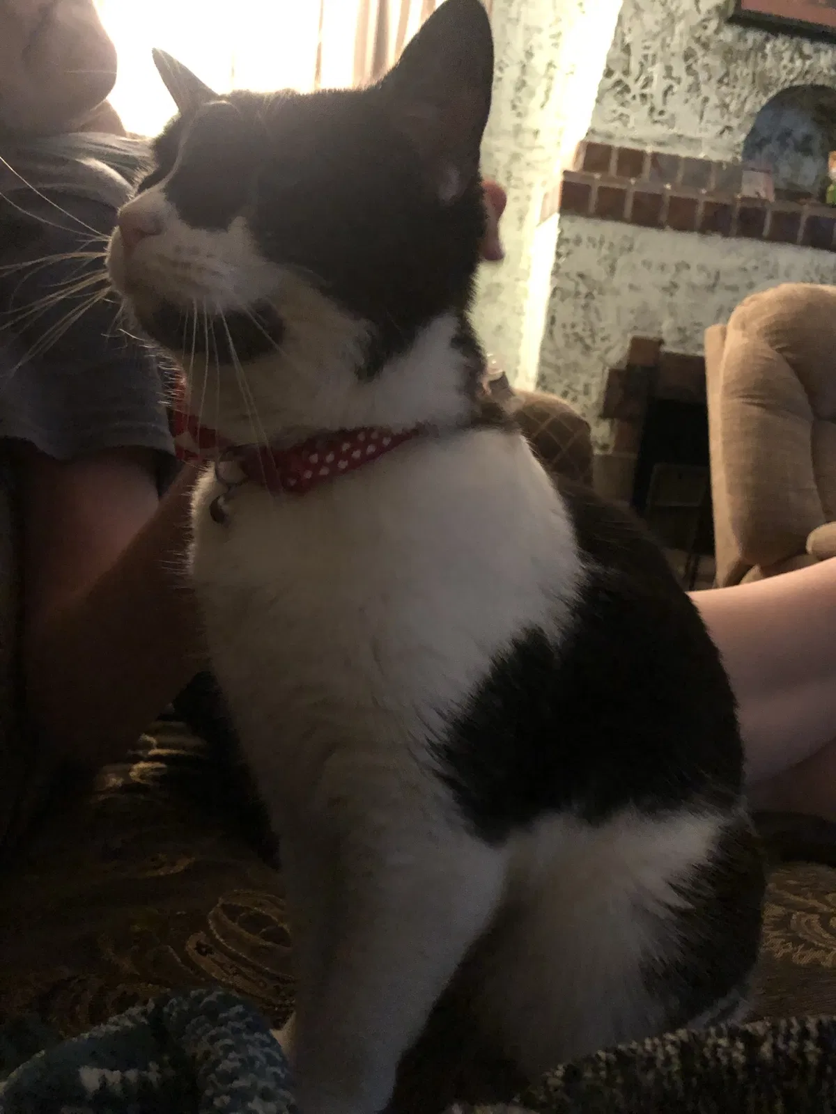 Lost cat in Fontana, CA, 92335