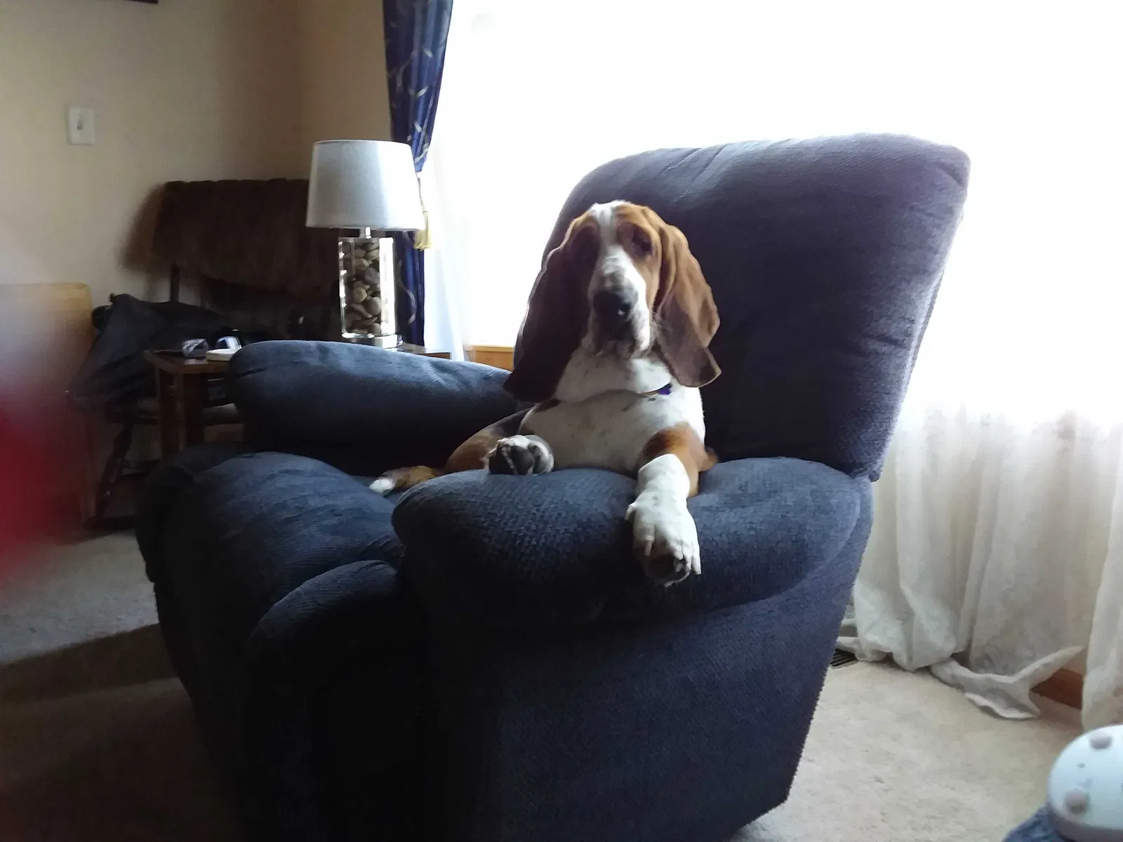 Lost dog in Kansas City, MO, 64157
