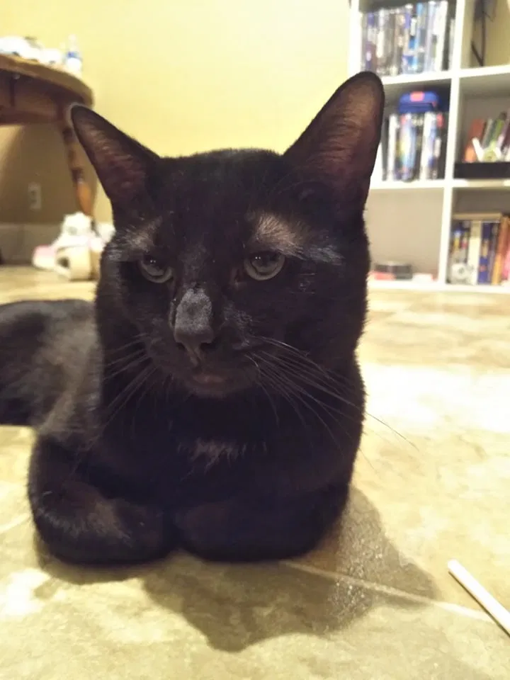 Lost cat in Toledo, OH, 43605
