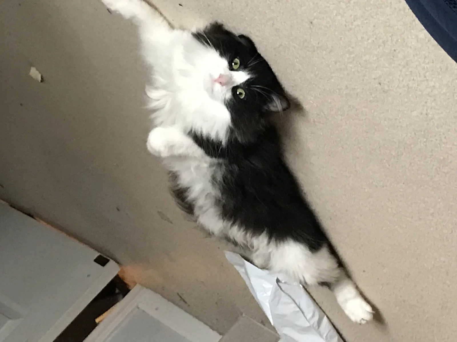 Lost cat in Strongsville, OH, 44136