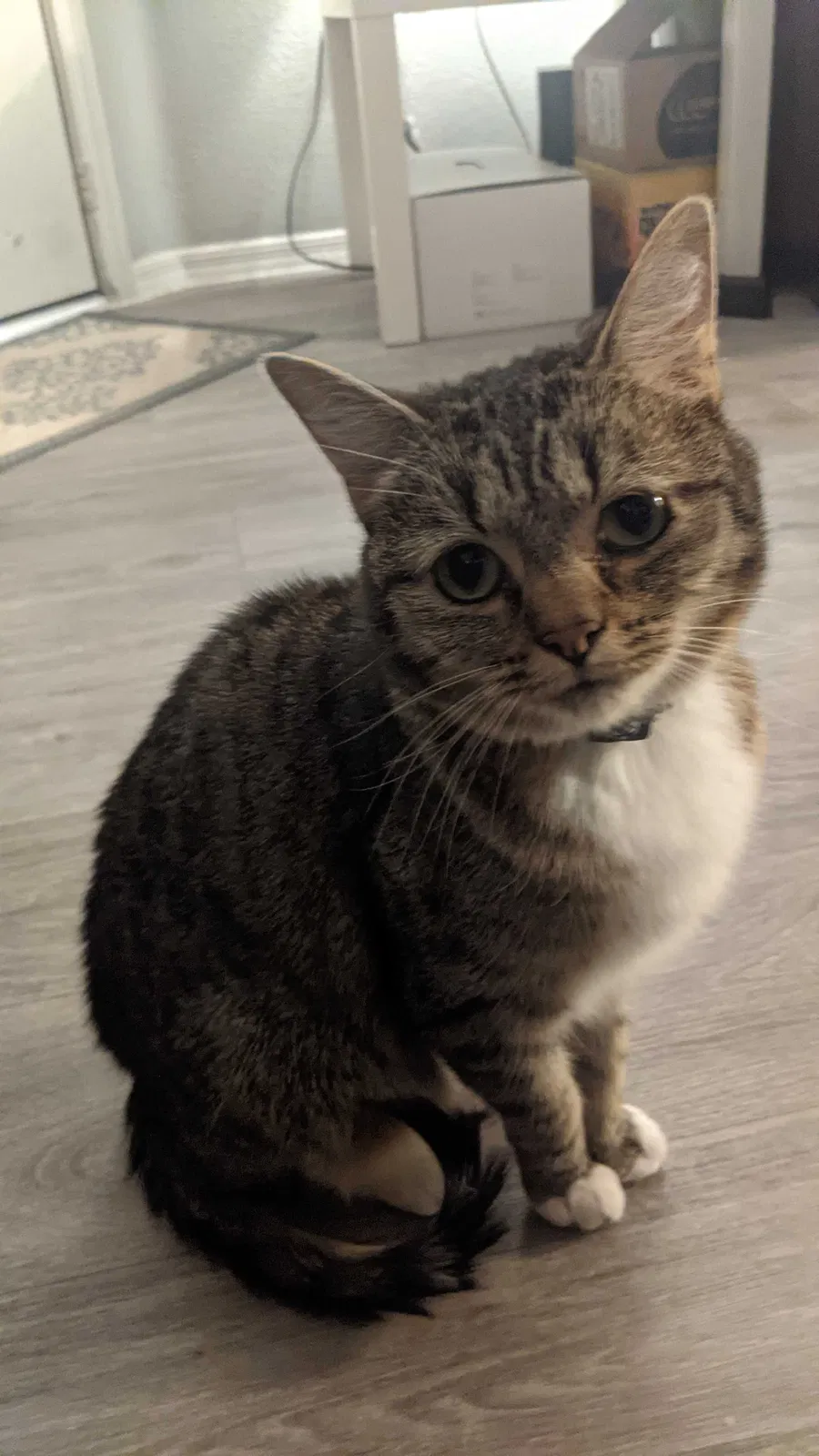 Lost cat in Phoenix, AZ, 85044