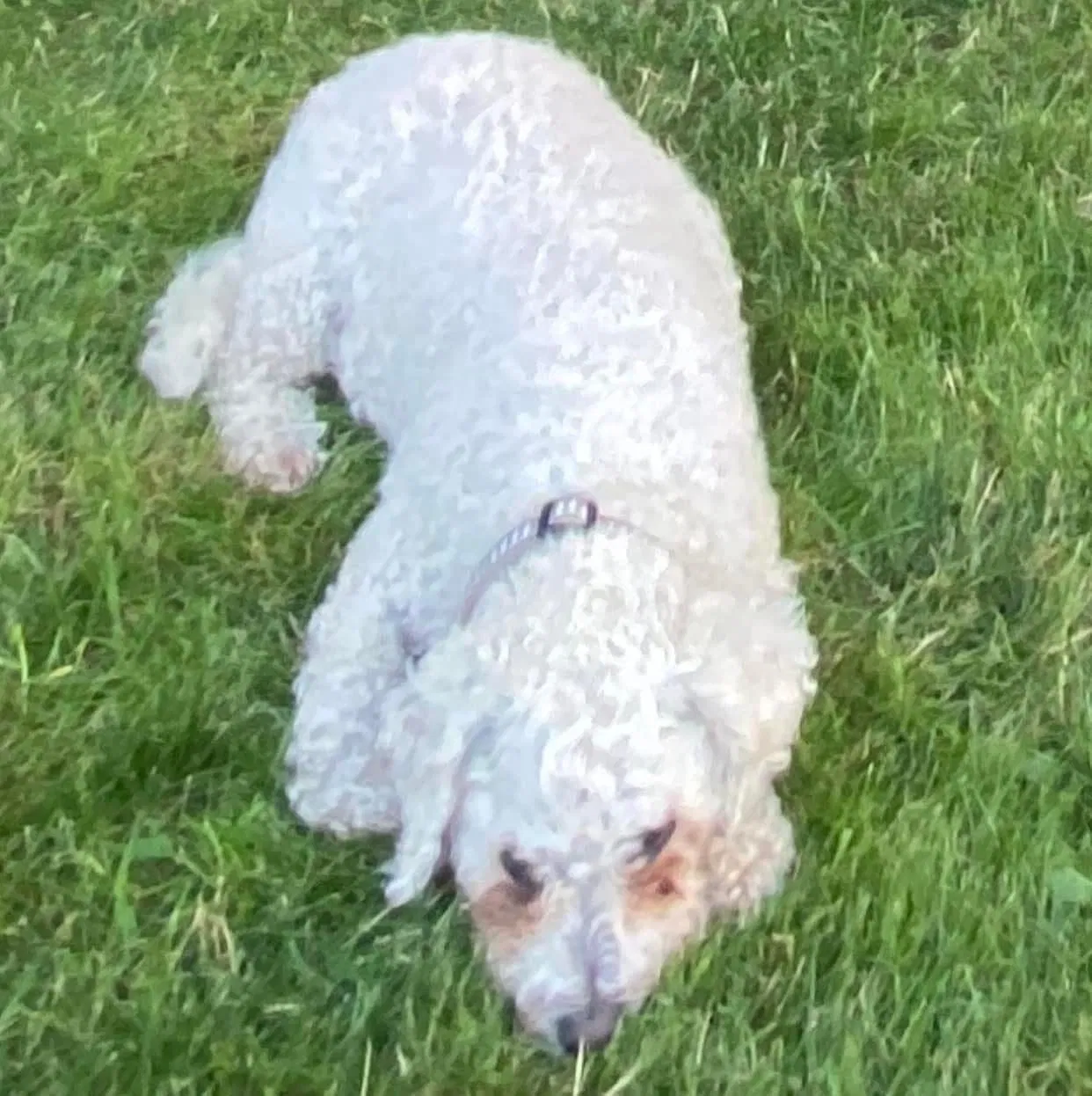 Lost dog in Easton, WA, 98925
