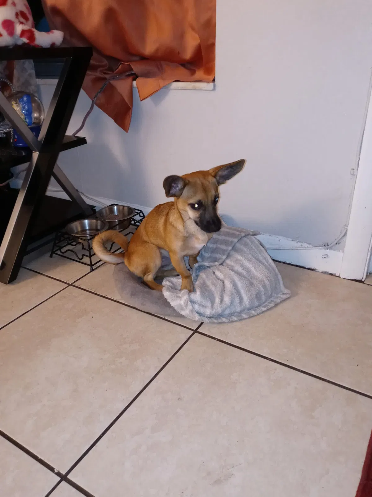 Lost dog in Lake Worth, FL, 33460
