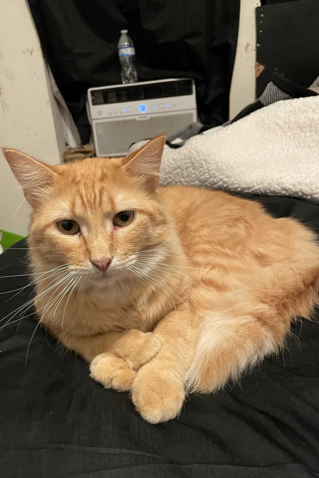 Lost cat in Corpus Christi, TX, 78405