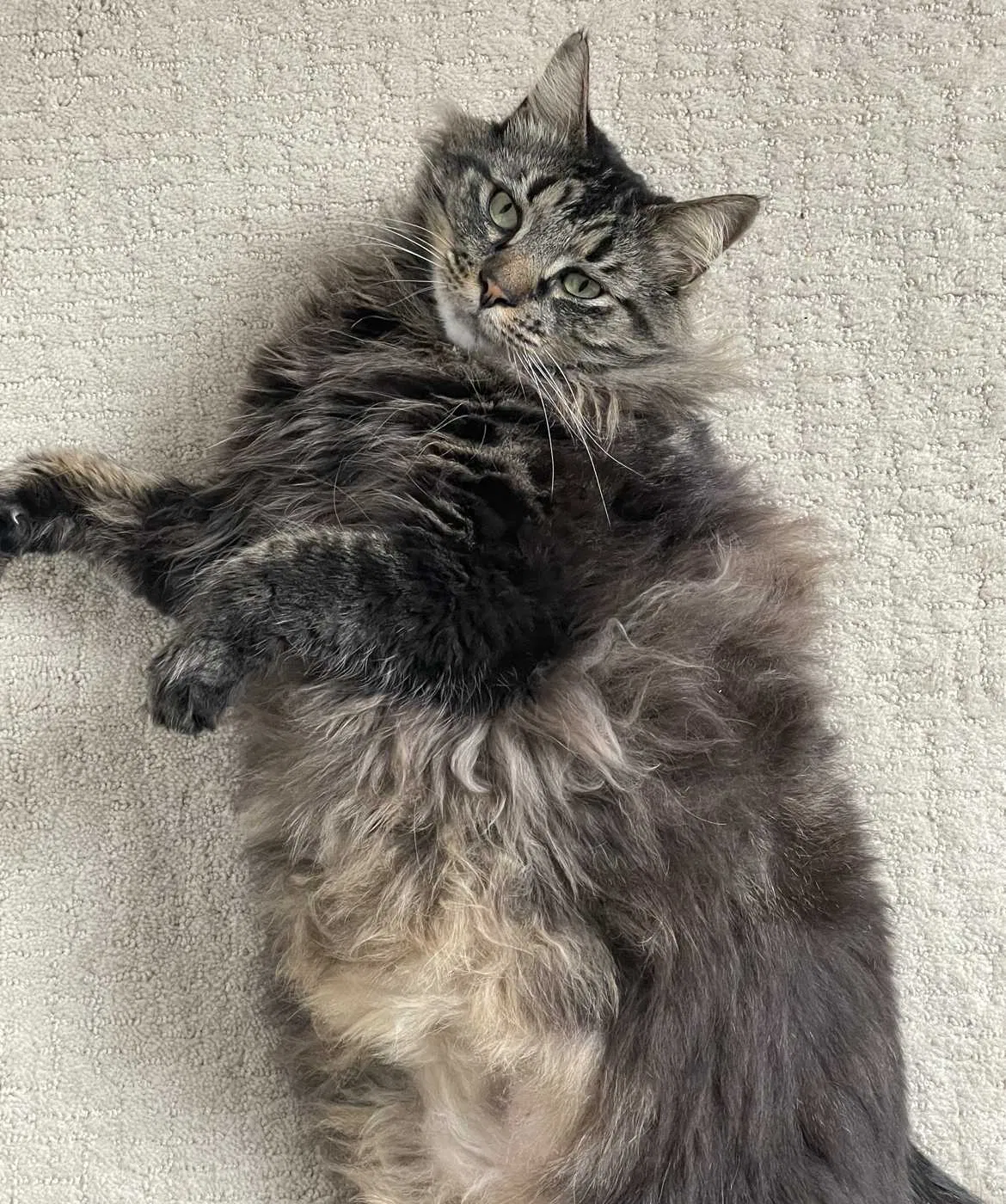 Lost cat in Mckinney, TX, 75070