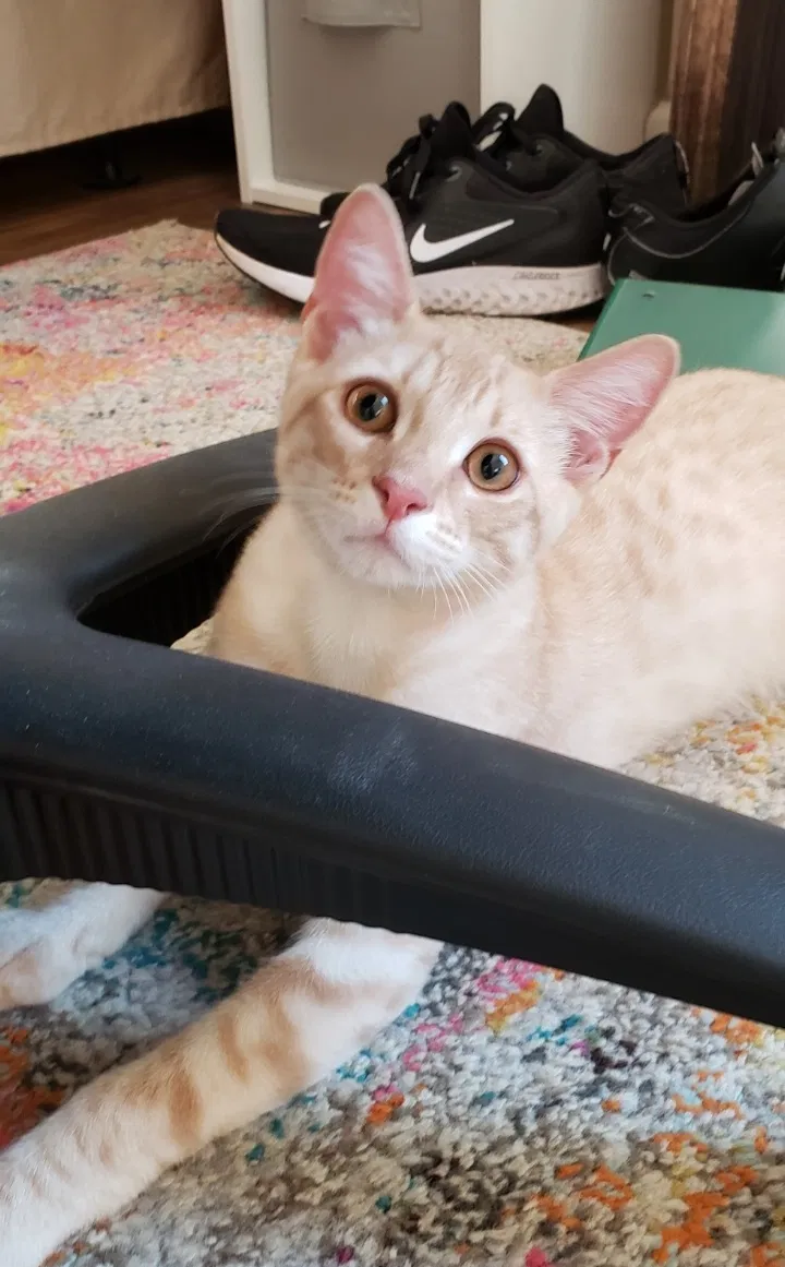 Lost cat in Oceanside, CA, 92054