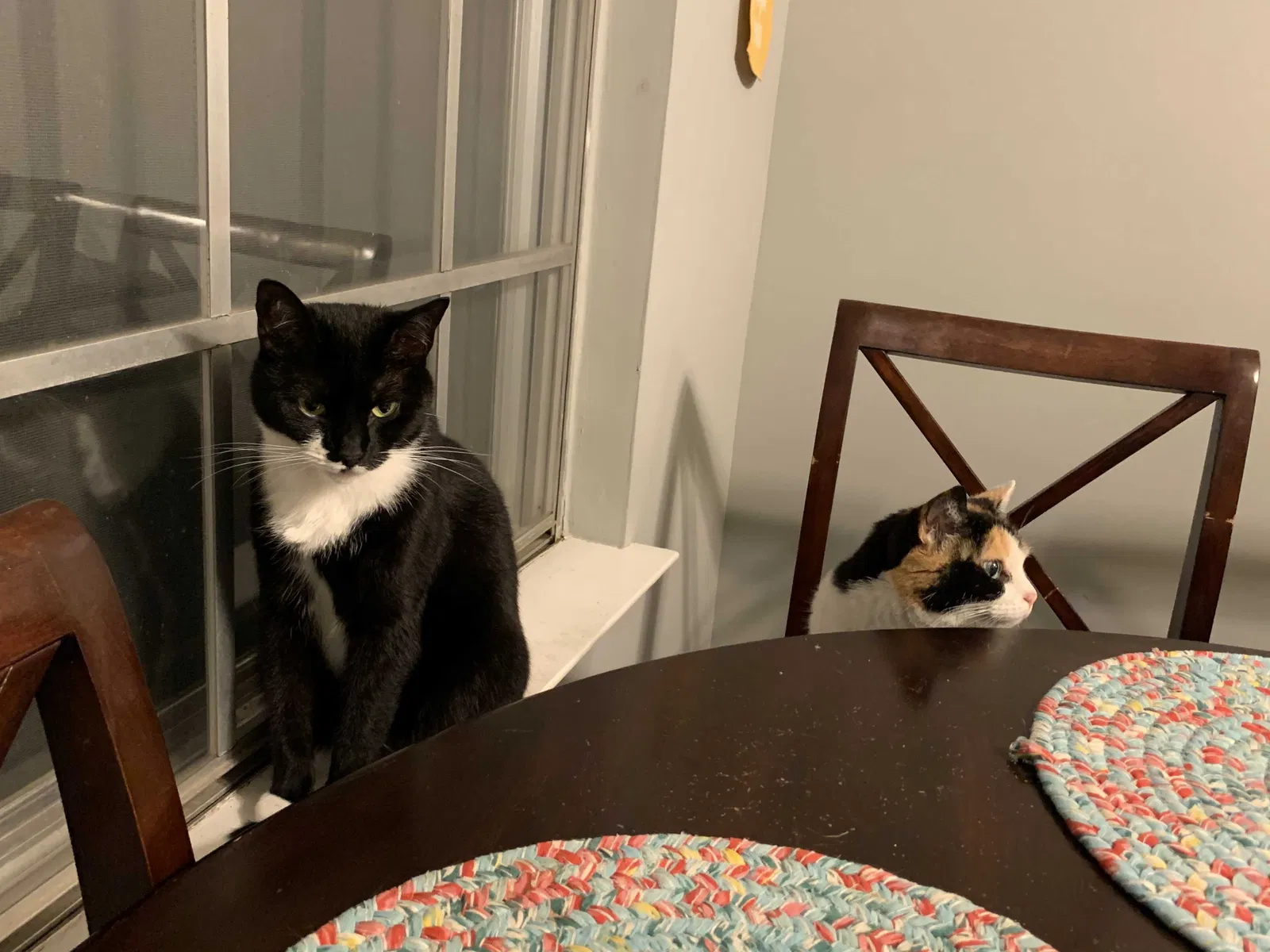 Lost cat in Leeds, AL, 35094