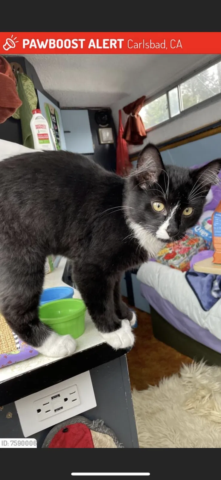 Lost cat in Carlsbad, CA, 92008
