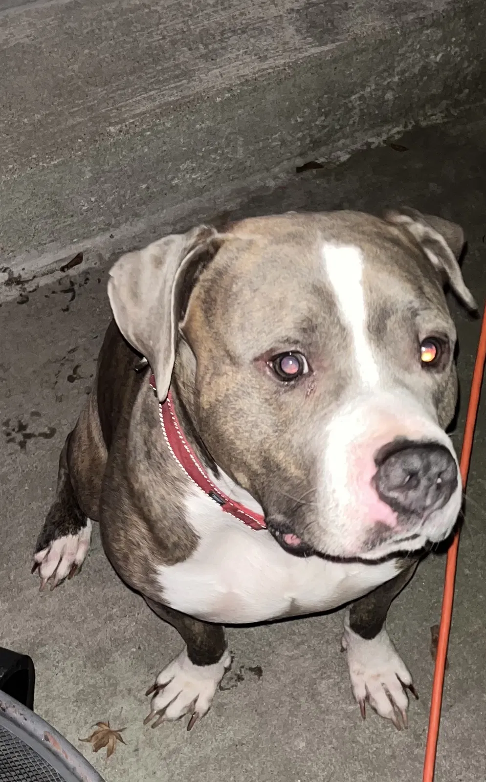 Found dog in Pittsburgh, PA, 15227