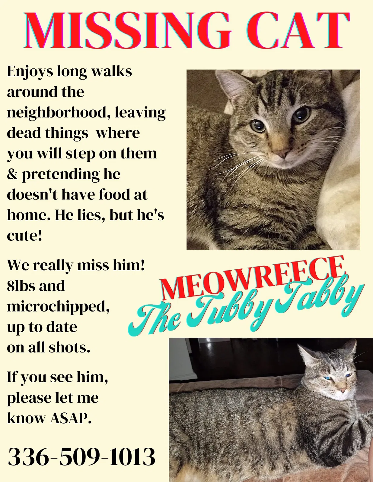 Lost cat in Greensboro, NC, 27405