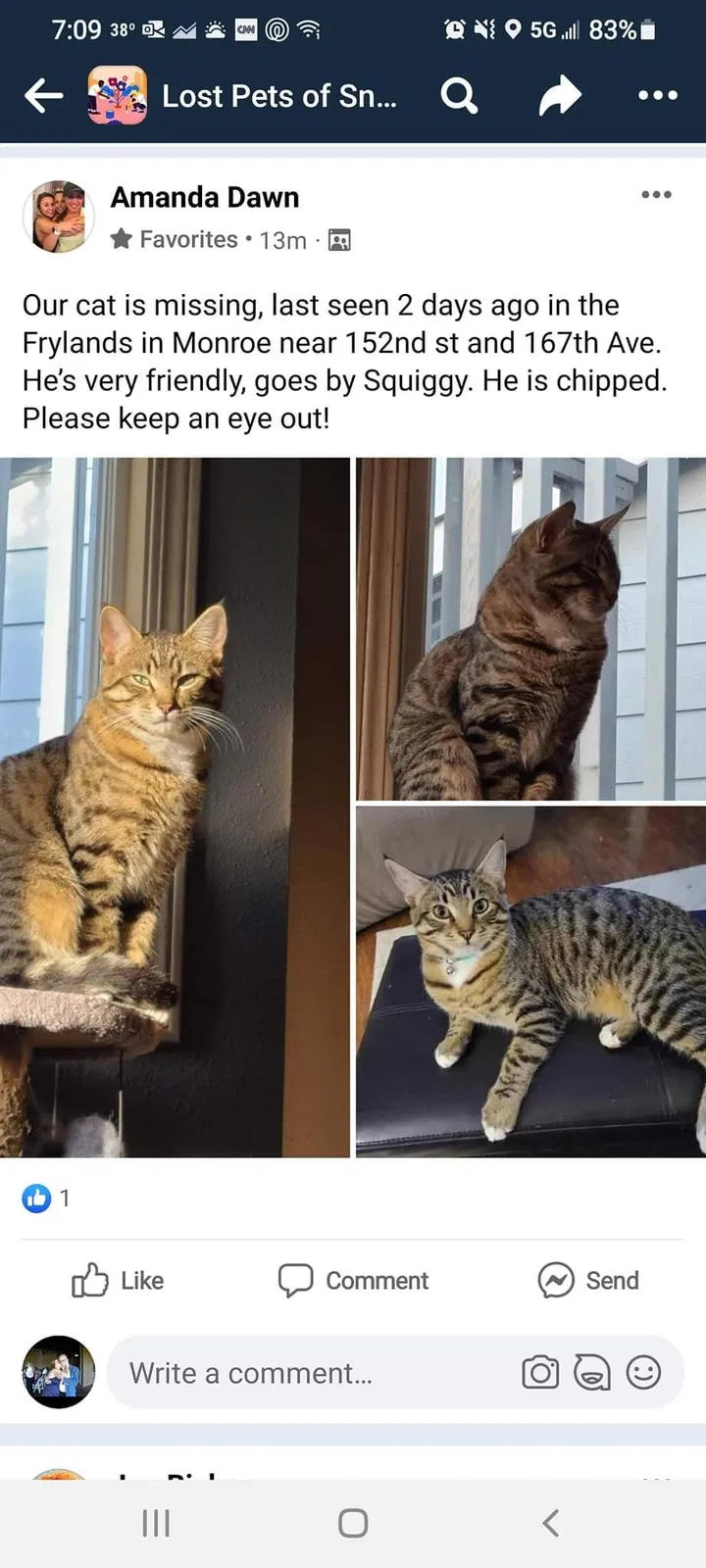 Lost cat in Monroe, WA, 98272