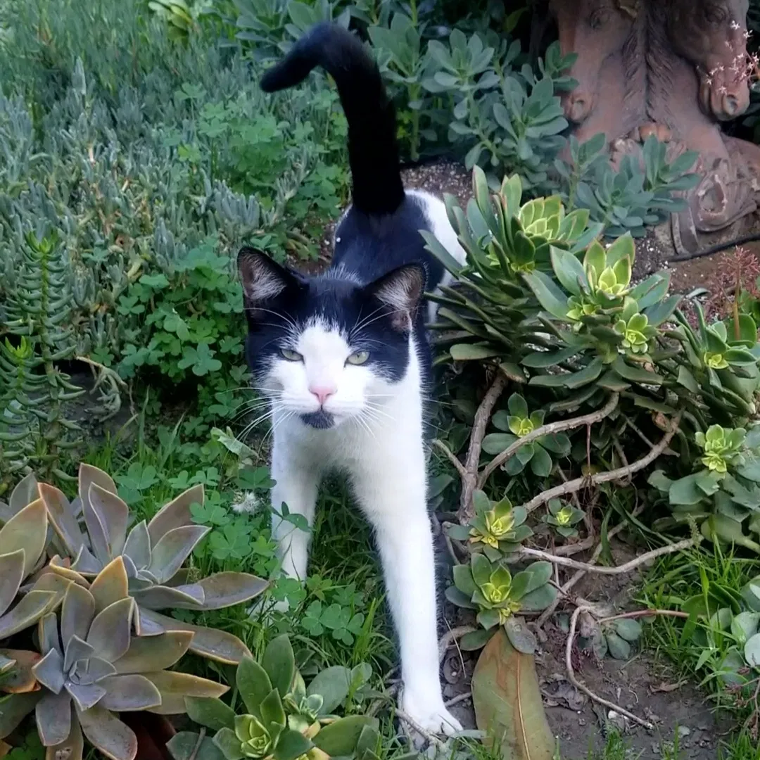 Lost cat in Oceanside, CA, 92057
