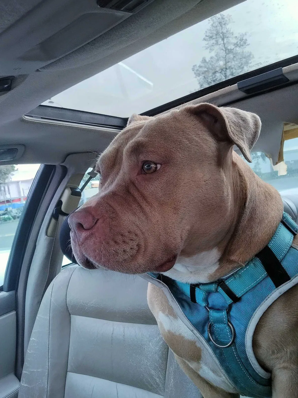 Lost dog in Fairfield, CA, 94533