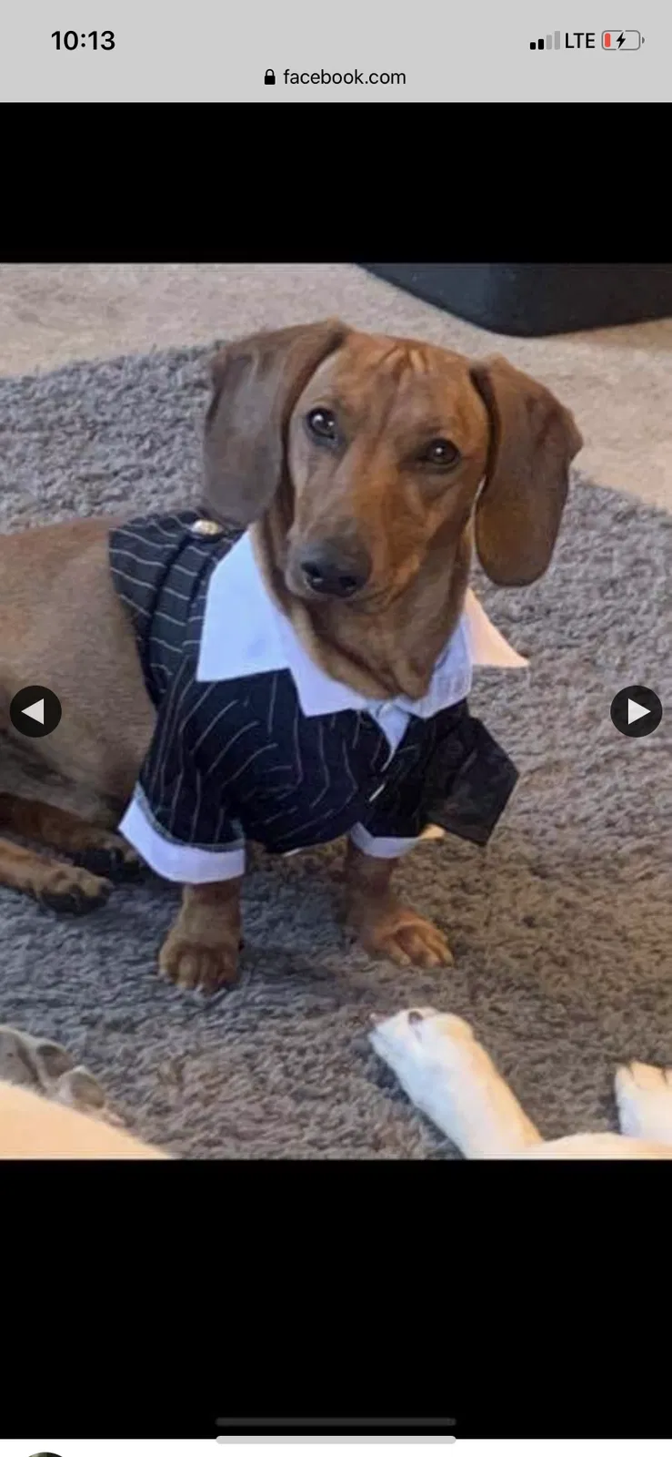 Lost dog in Simi Valley, CA, 93063