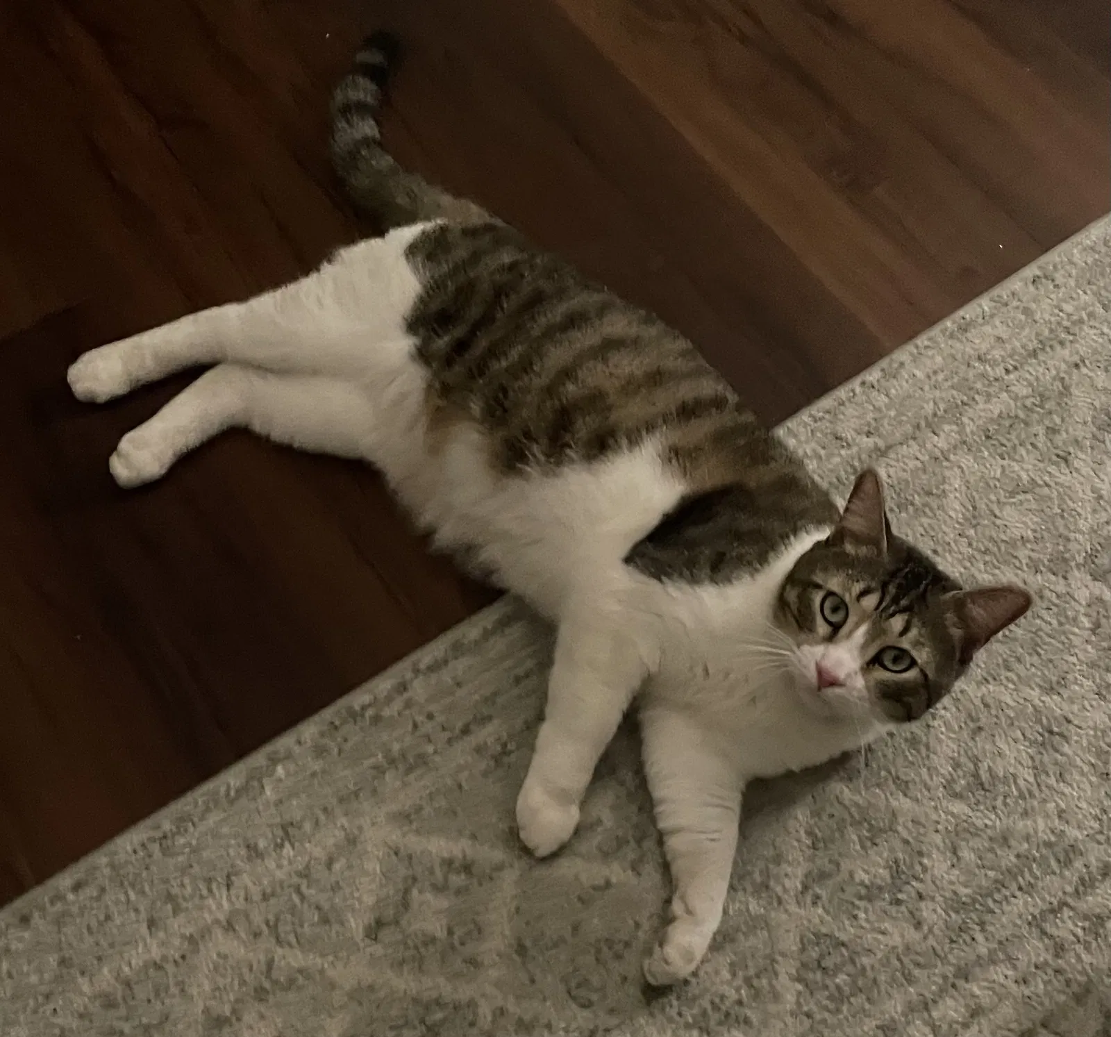 Lost cat in Savannah, GA, 31419
