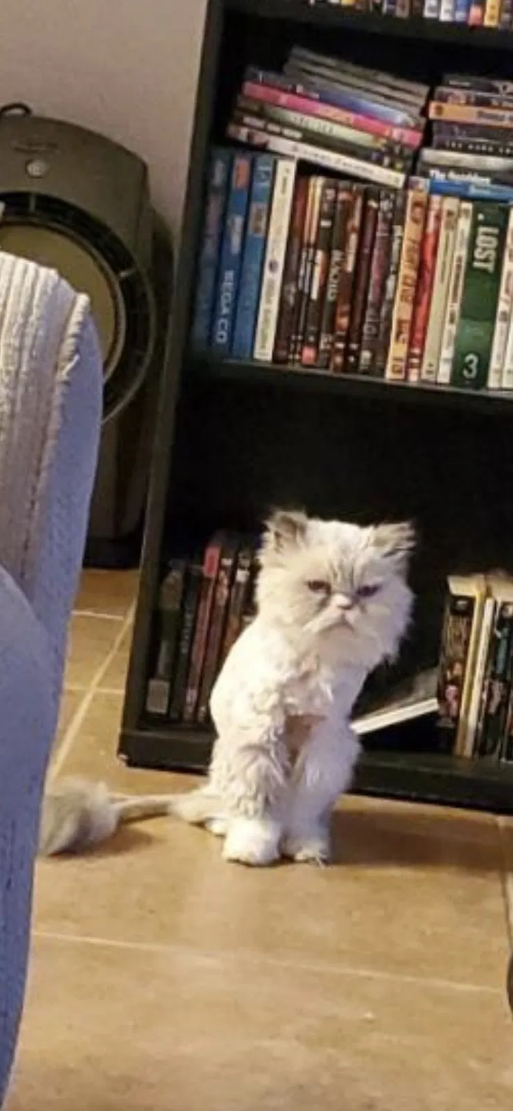 Lost cat in Cathedral City, CA, 92234