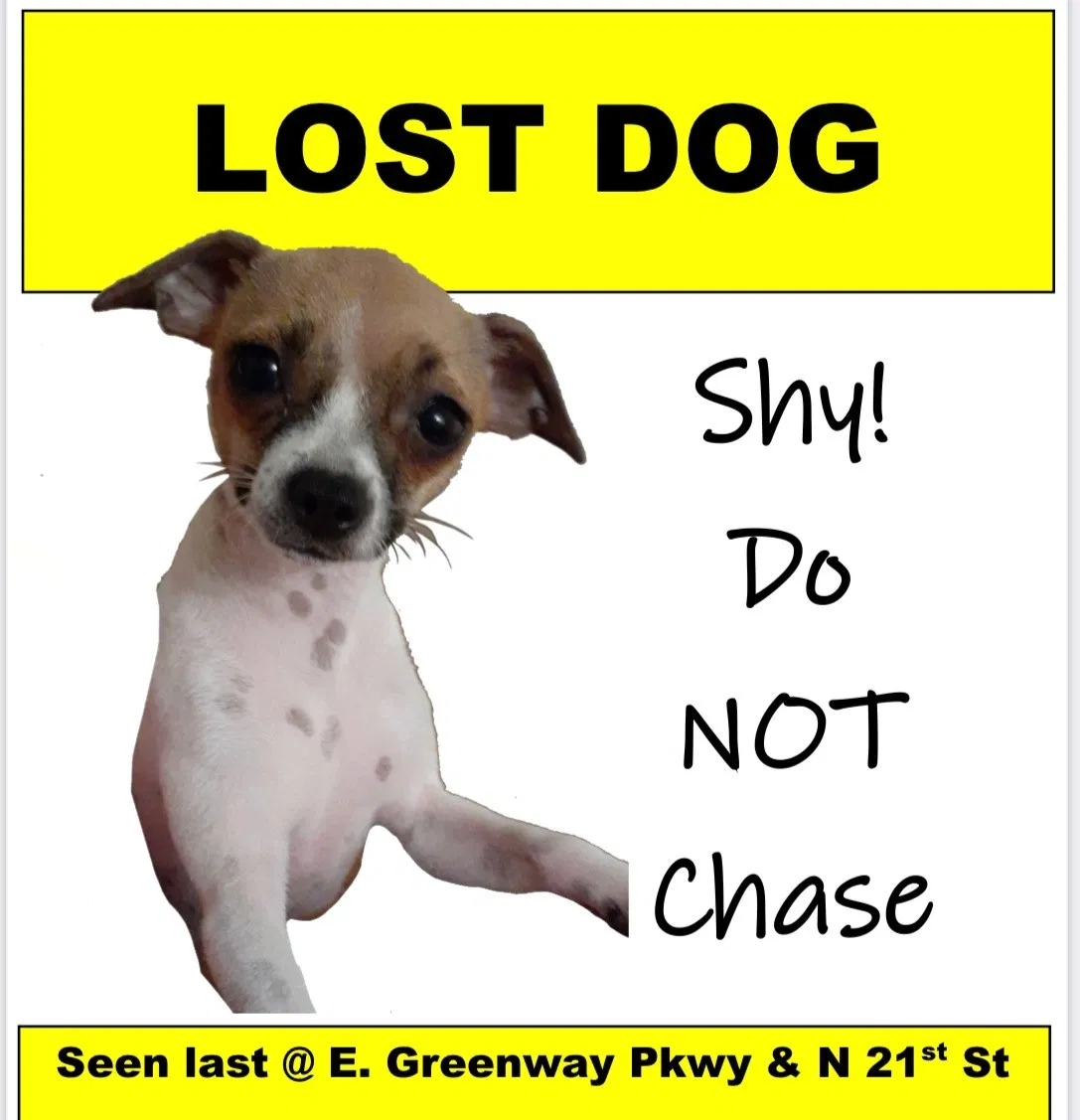 Lost dog in Phoenix, AZ, 85022