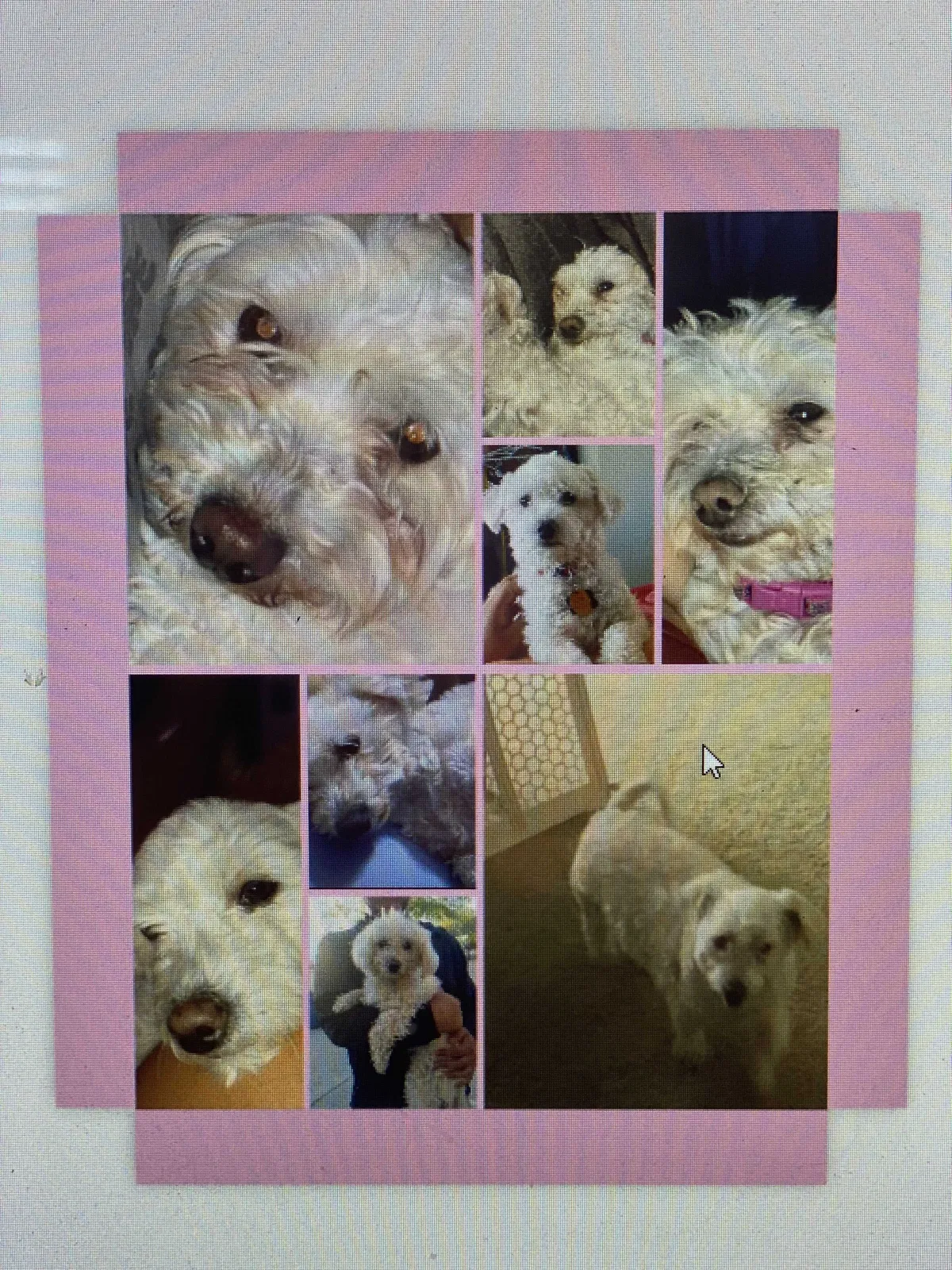 Lost dog in Las Vegas, NV, 89115