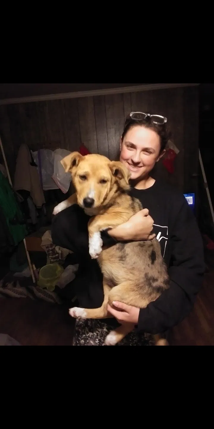 Lost dog in Parrish, AL, 35580