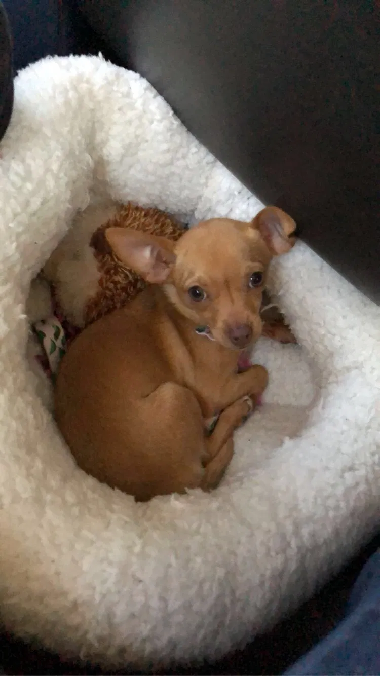 Lost dog in Oklahoma City, OK, 73109