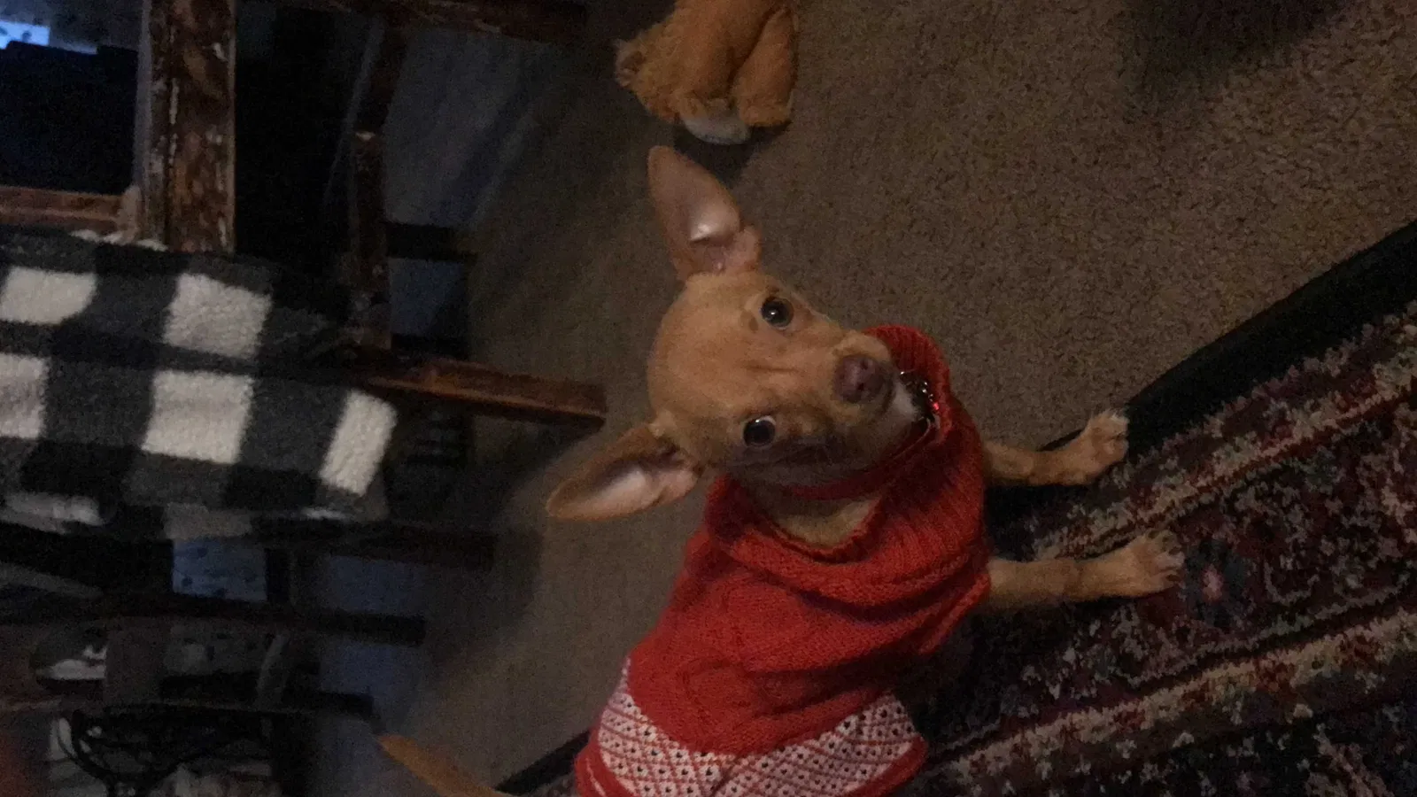 Lost dog in Oklahoma City, OK, 73109