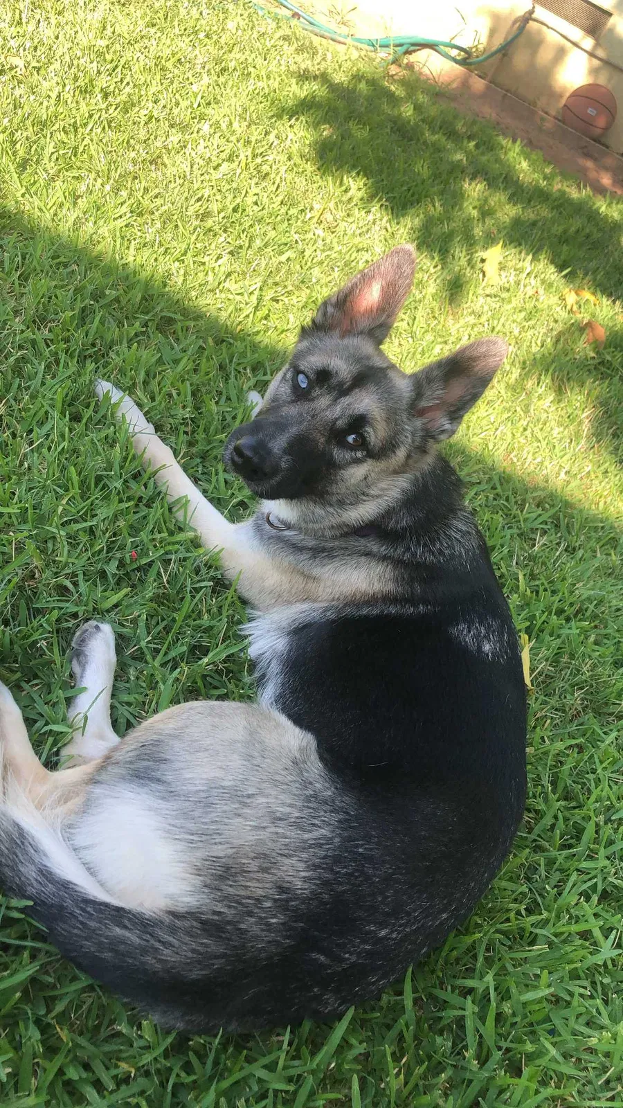 Lost dog in Selma, CA, 93662