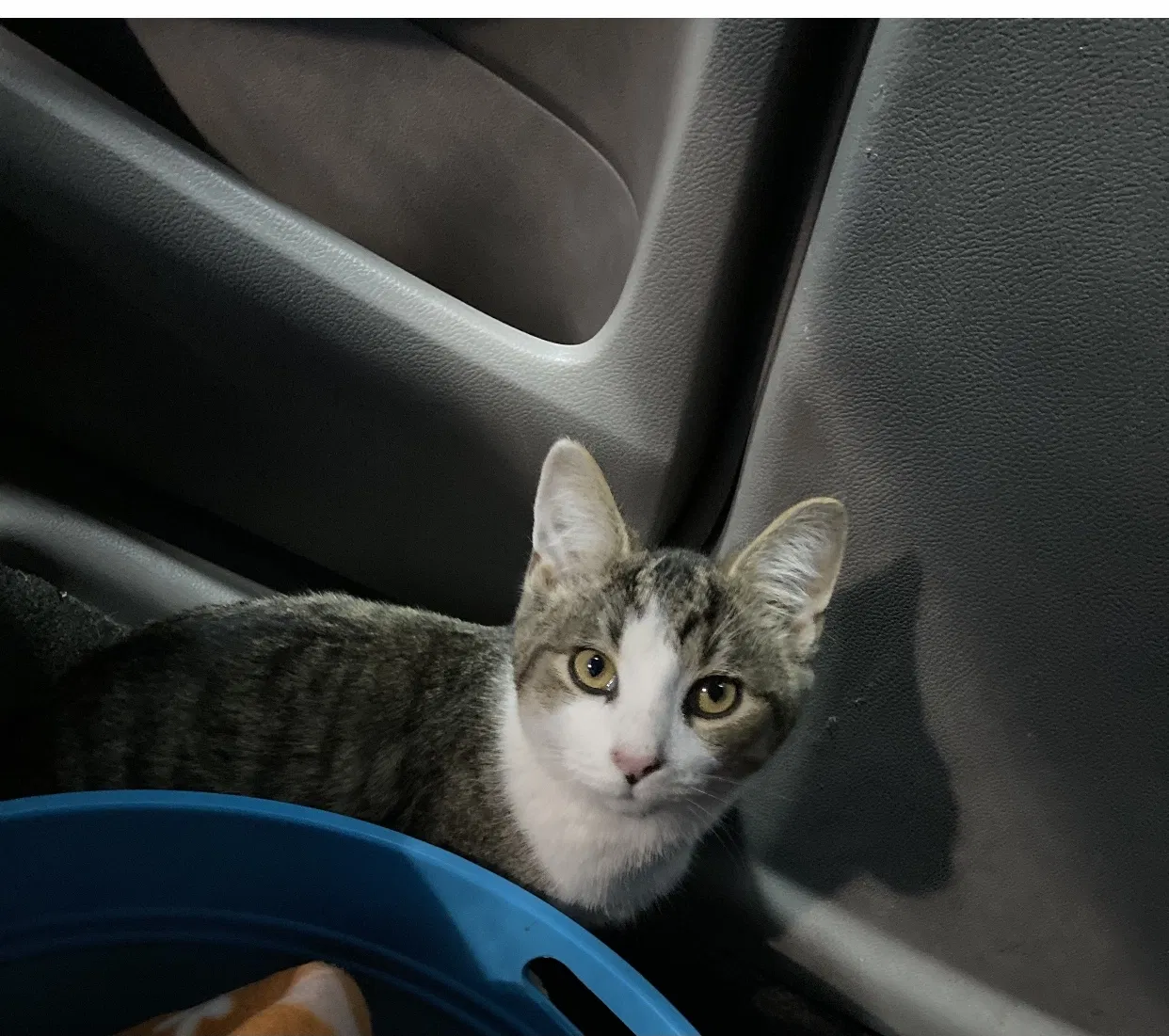Found cat in South Bend, IN, 46614