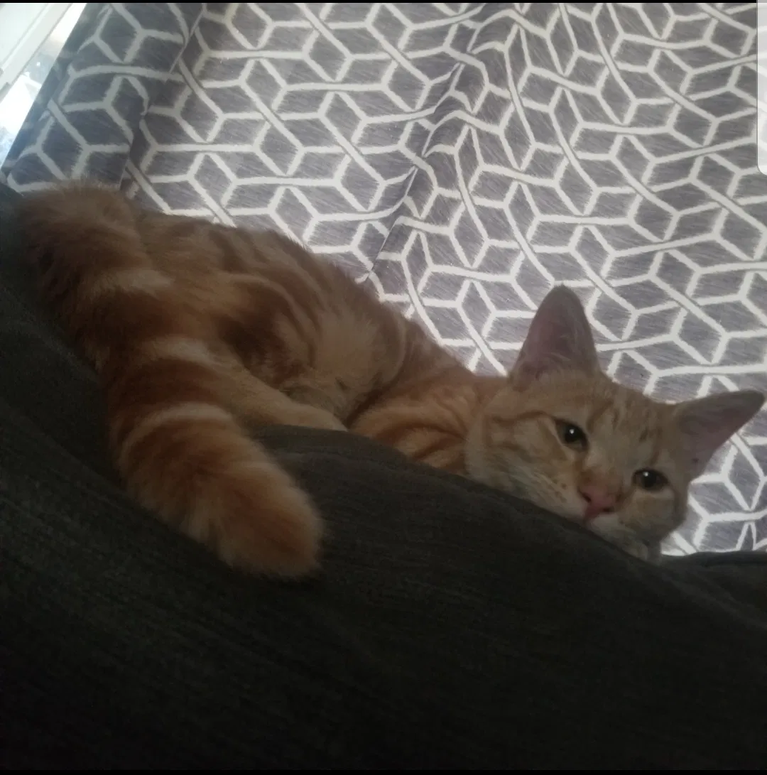 Lost cat in Riverbank, CA, 95367