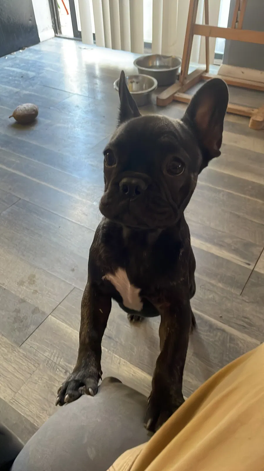 Lost dog in Albuquerque, NM, 87108