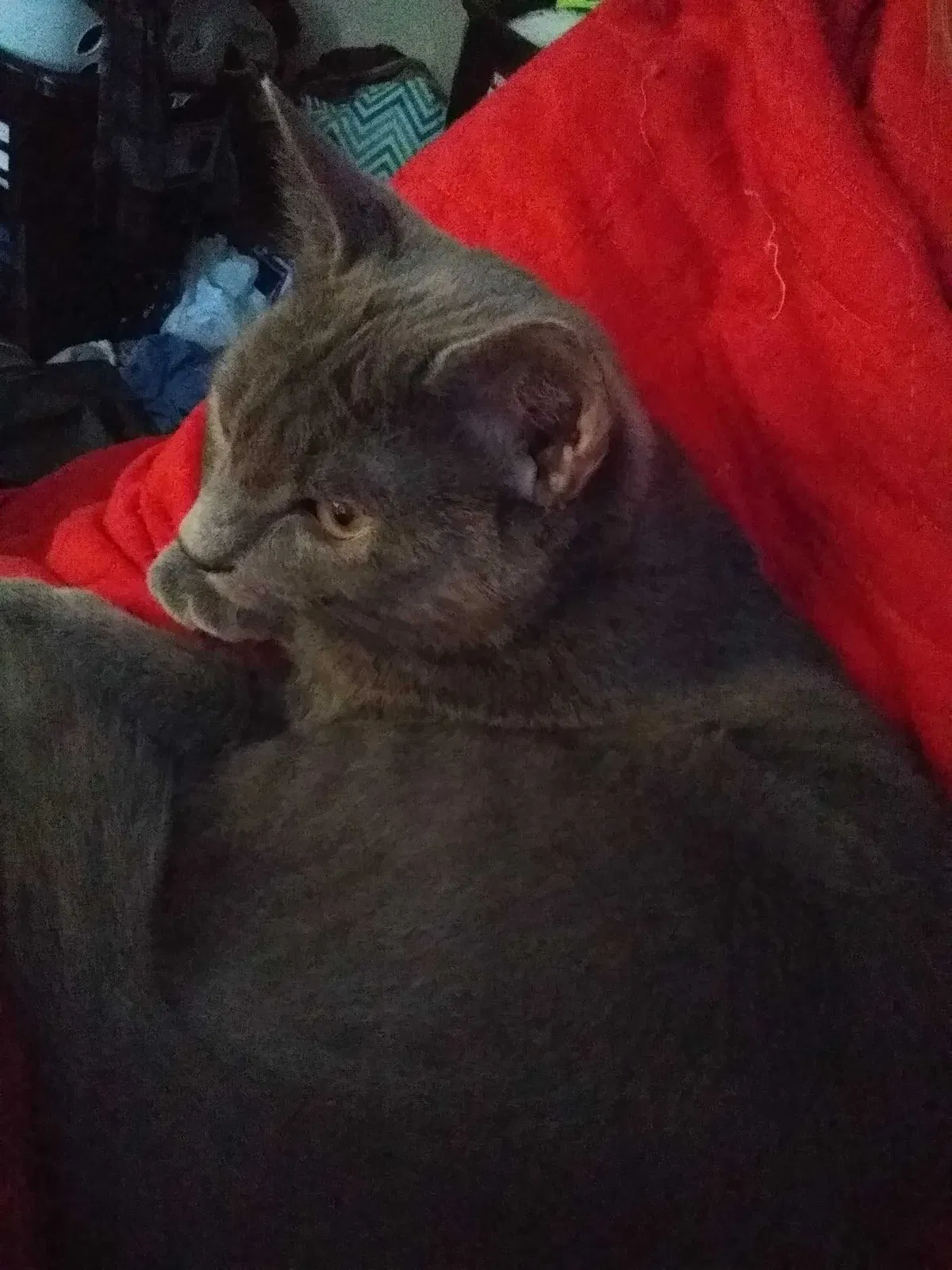 Lost cat in Phenix City, AL, 36869