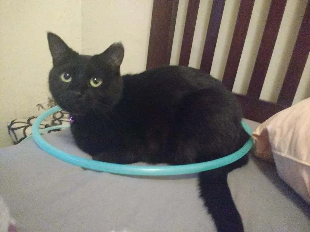 Lost cat in Minneapolis, MN, 55427