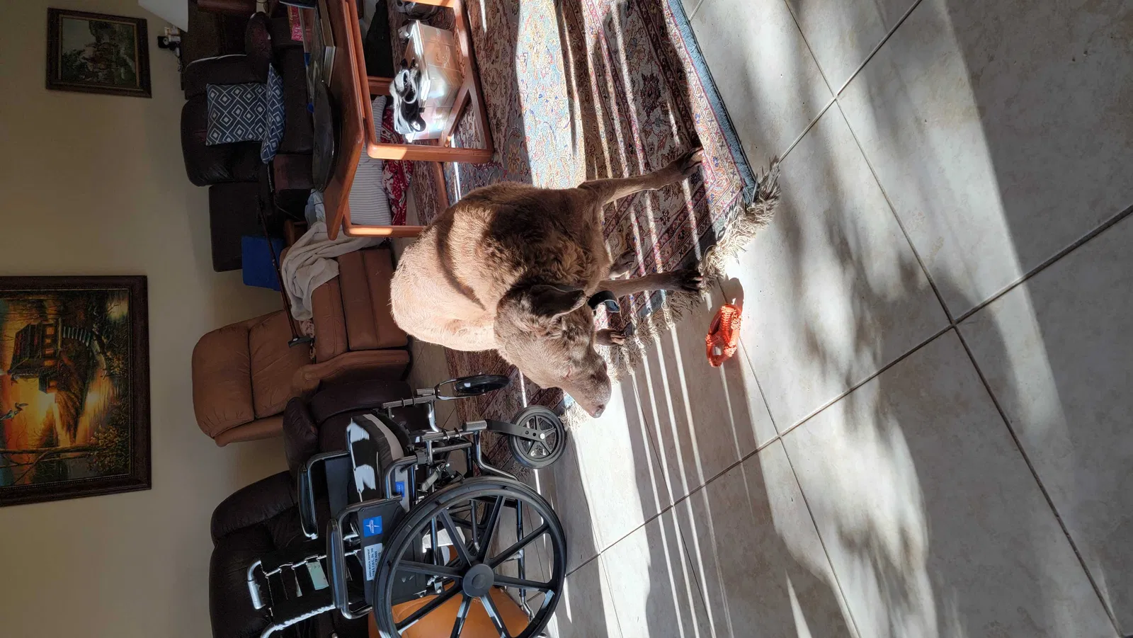 Lost dog in Unknown, TX, 75036
