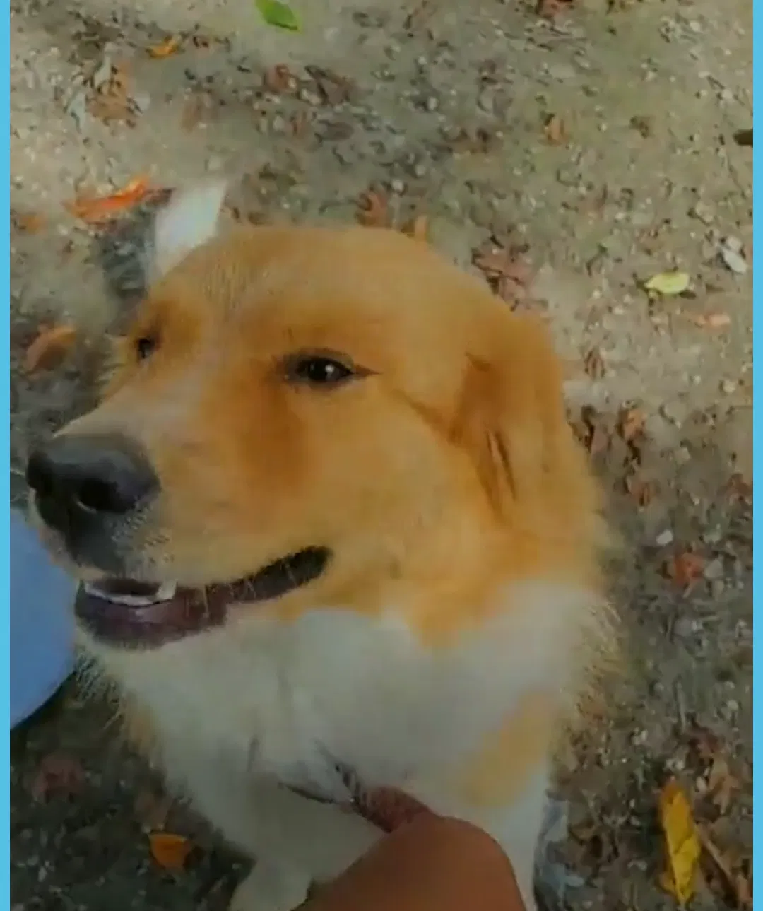 Lost dog in Gadsden, AL, 35901